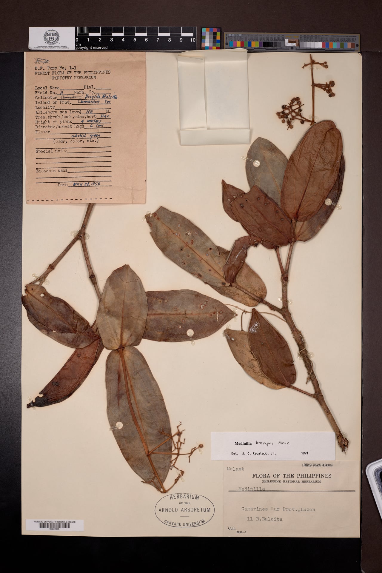 Medinilla brevipes — photo