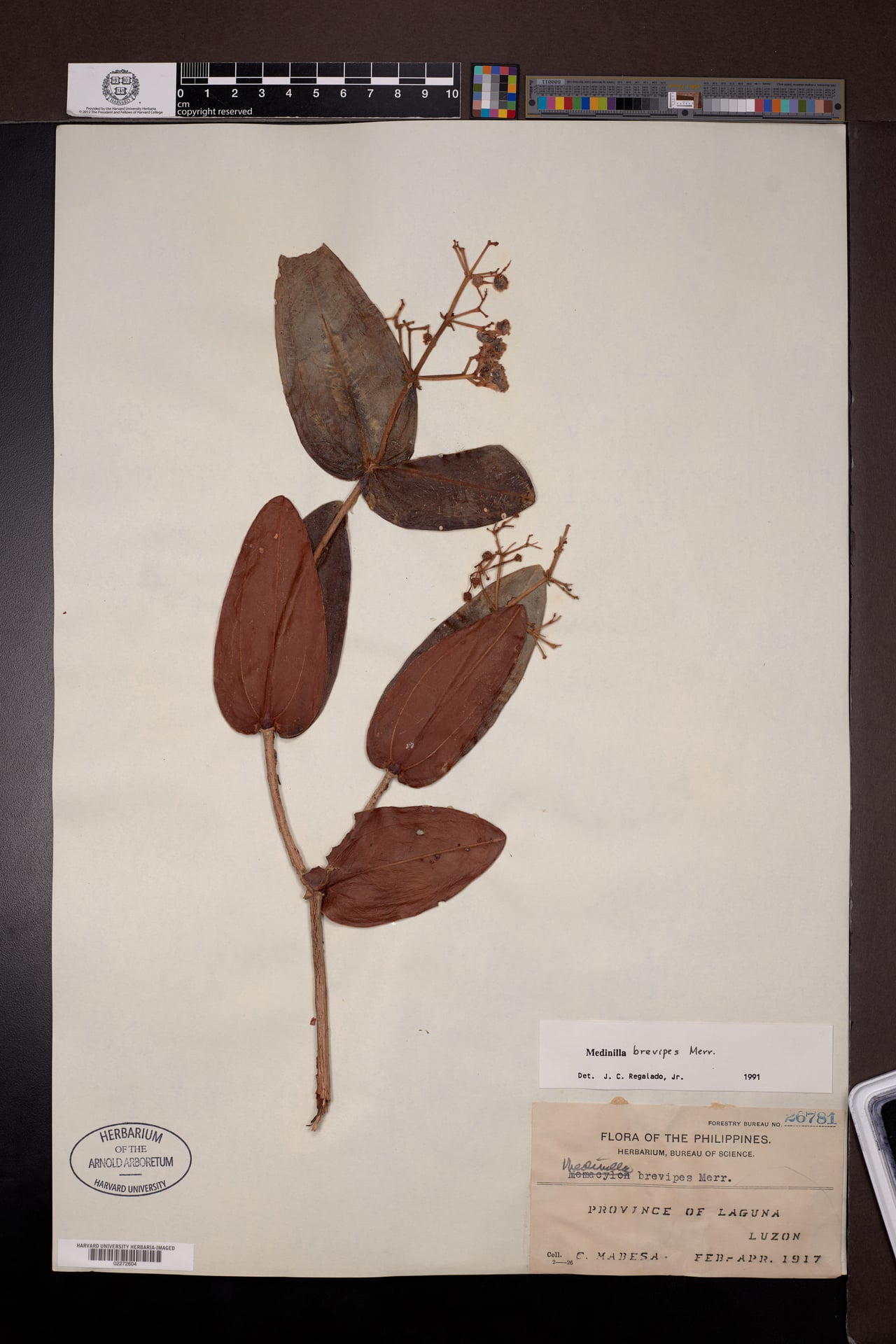 Medinilla brevipes — photo