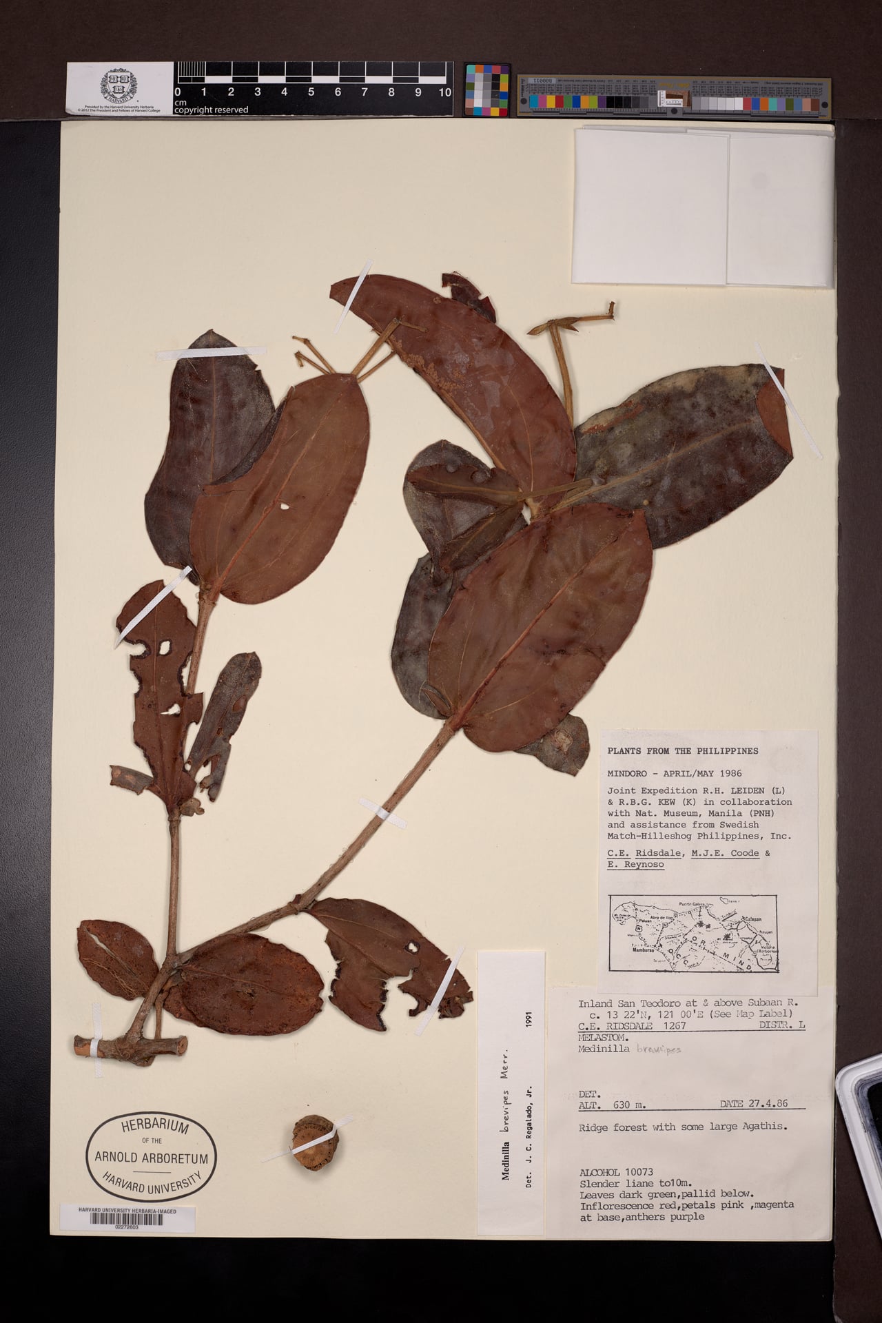 Medinilla brevipes