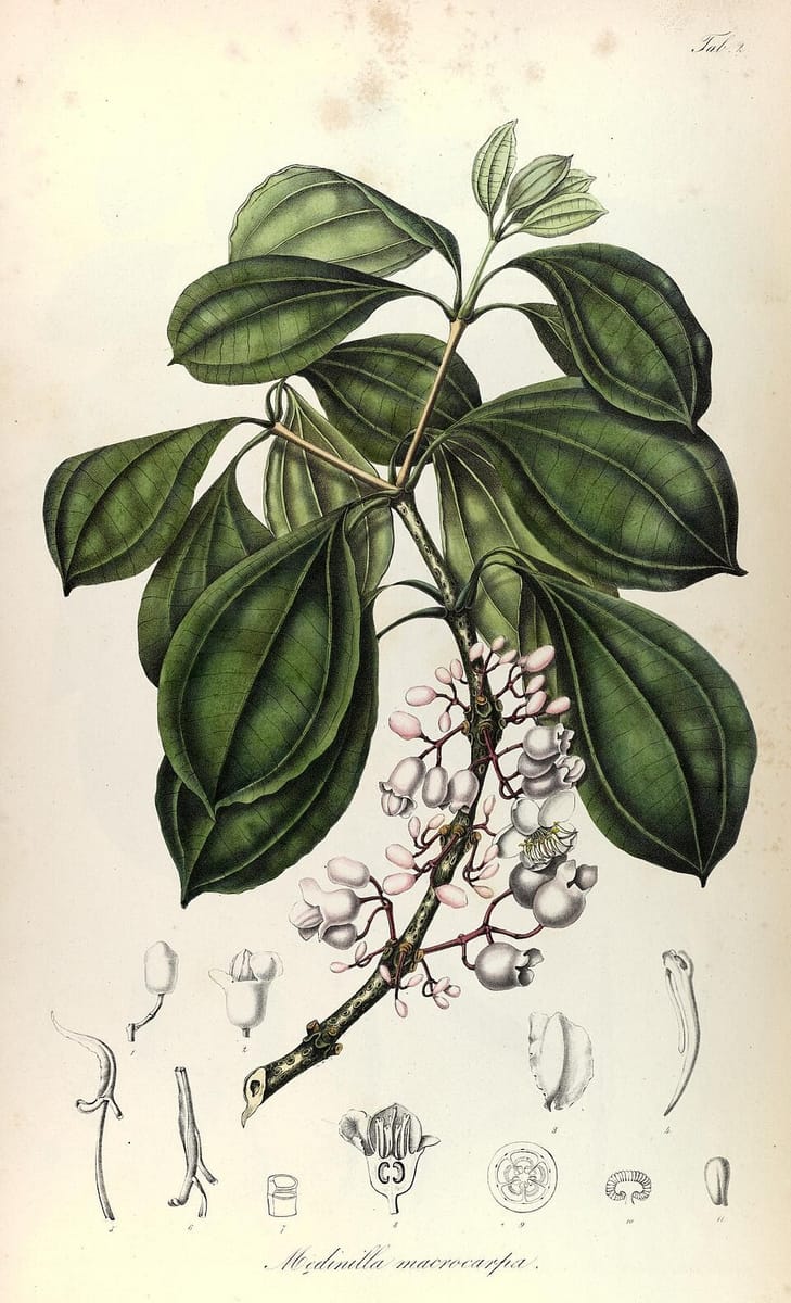 Medinilla crassinervia — photo