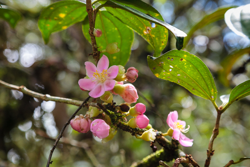 Medinilla crassinervia