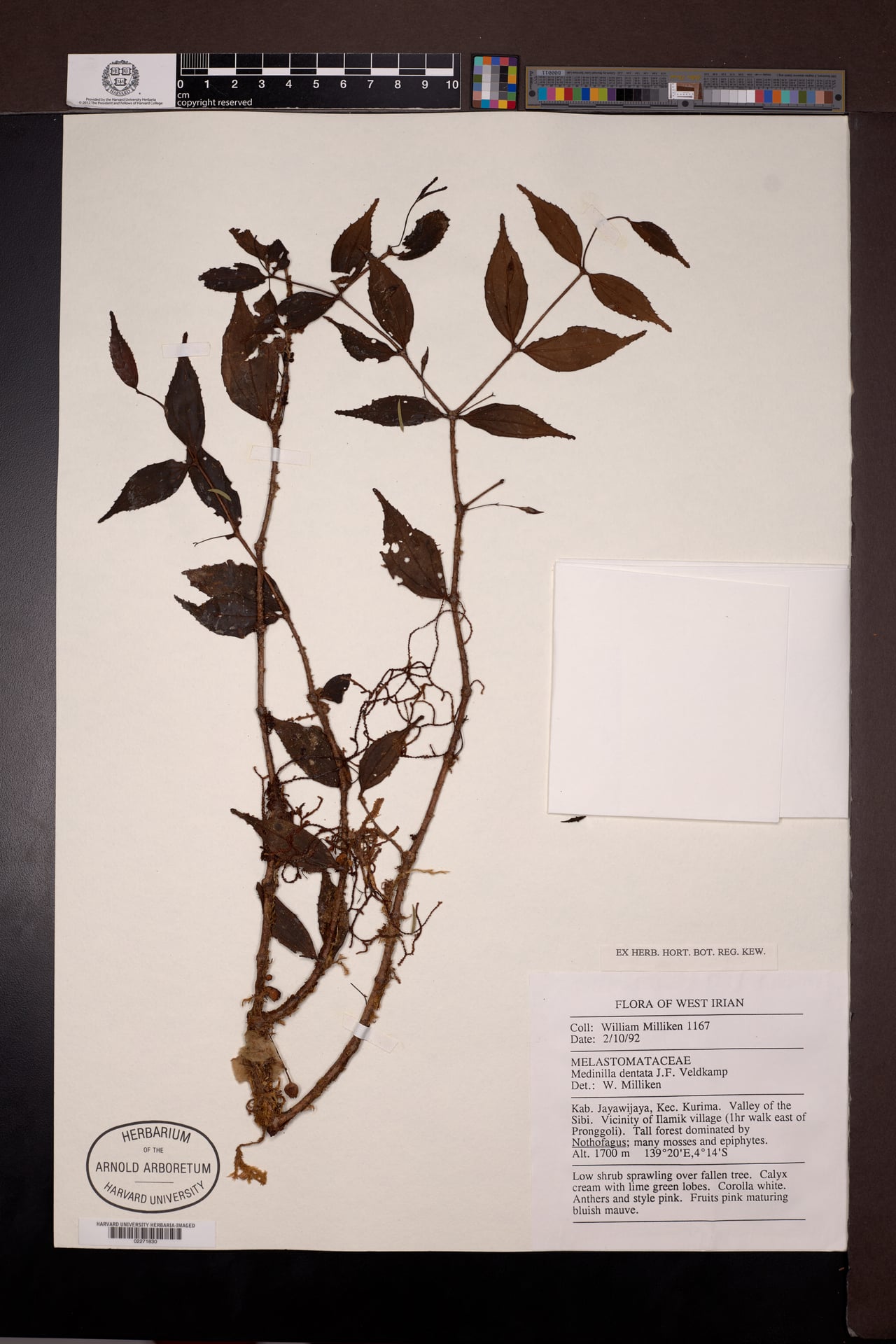 Medinilla dentata — photo