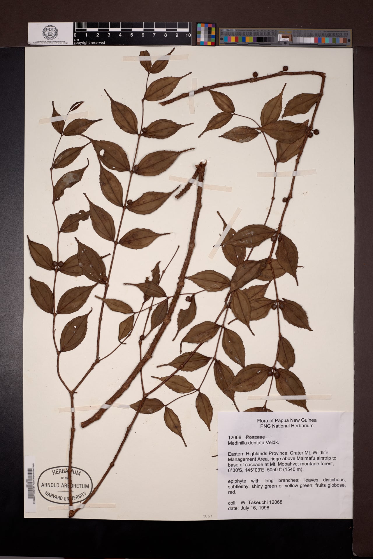 Medinilla dentata