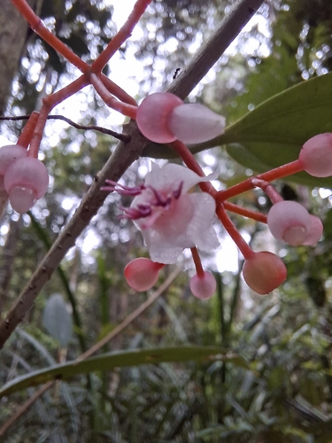 Medinilla erythrophylla — photo