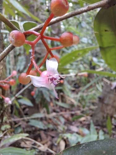 Medinilla erythrophylla — photo