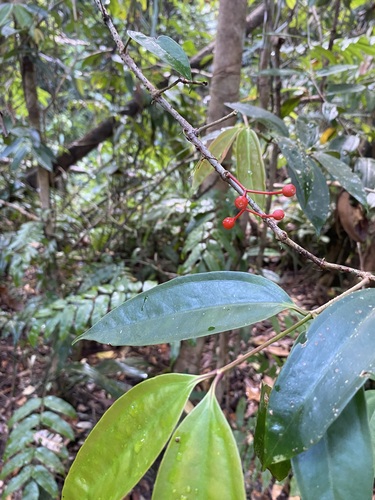 Medinilla erythrophylla