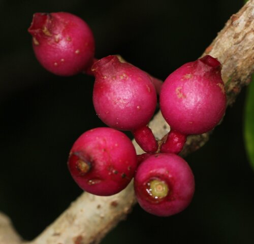 Medinilla radicans var. quadrifolia — photo