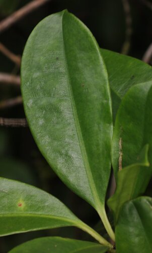 Medinilla radicans var. quadrifolia — photo