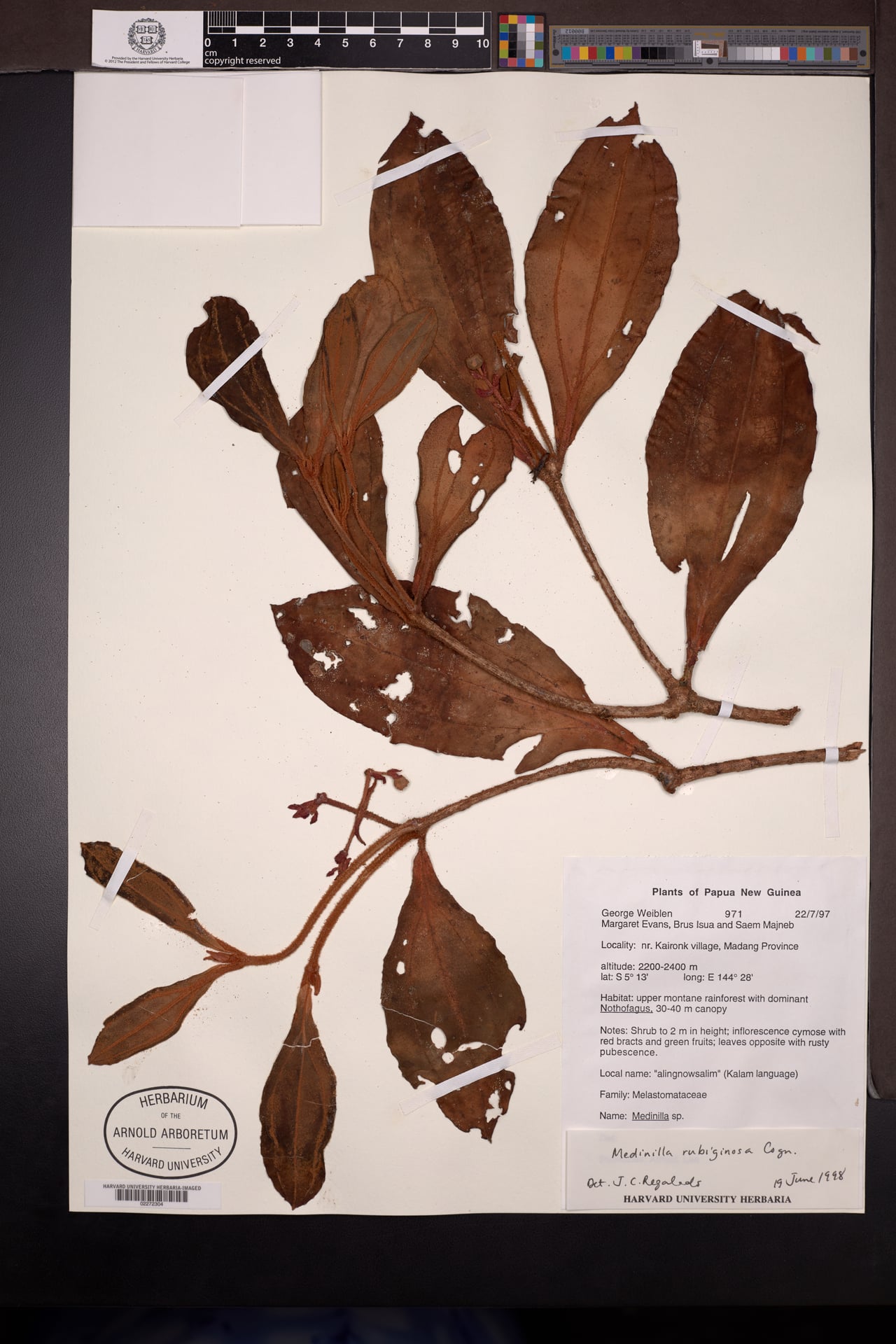 Medinilla rubiginosa — photo
