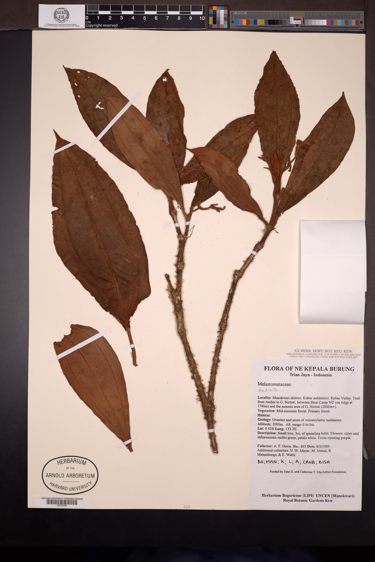 Medinilla rubiginosa — photo