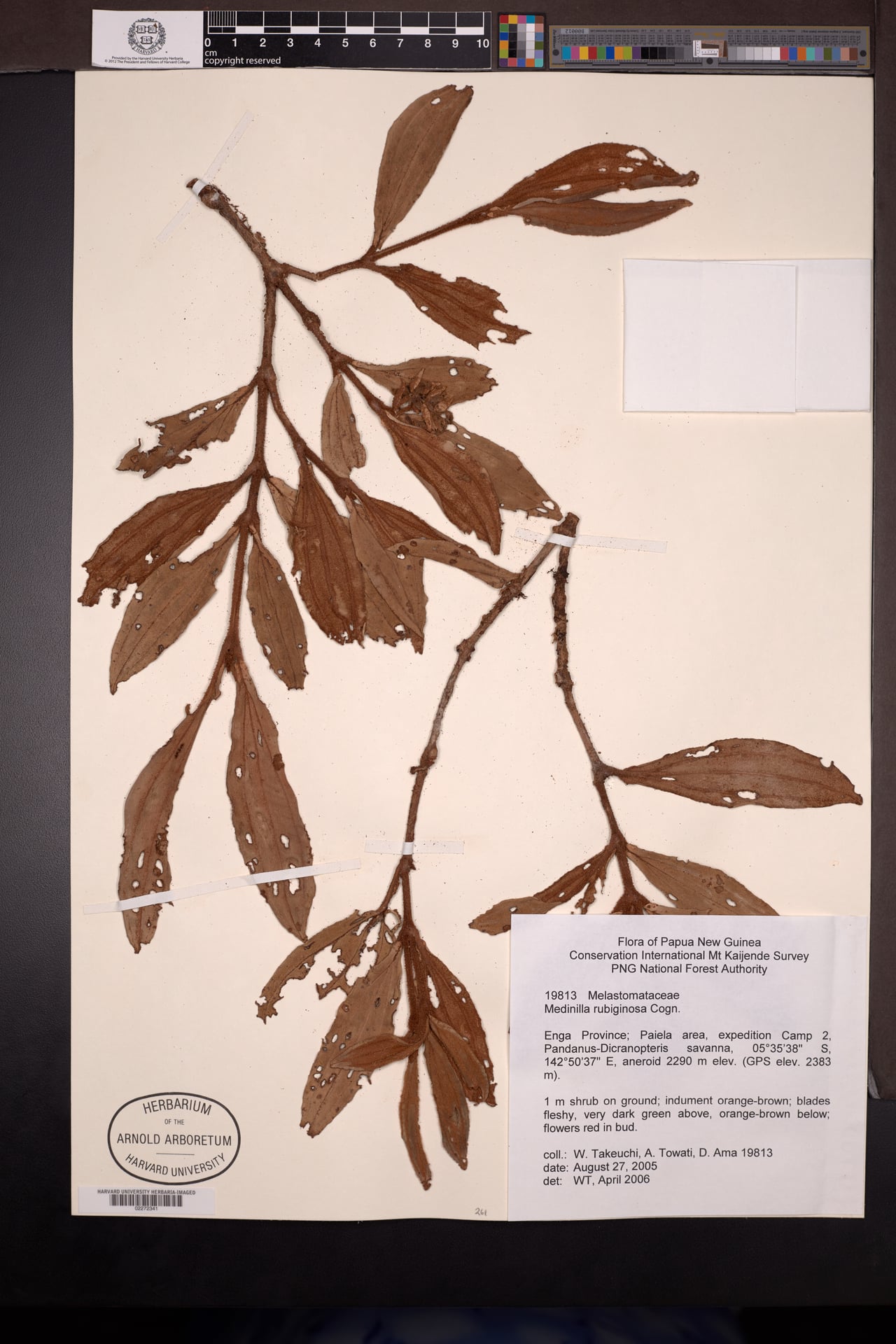 Medinilla rubiginosa