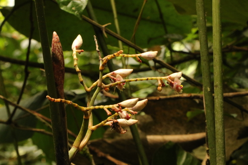 Megaphrynium gabonense