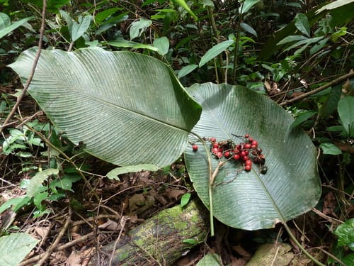 Megaphrynium macrostachyum (Yoruba soft cane) — photo