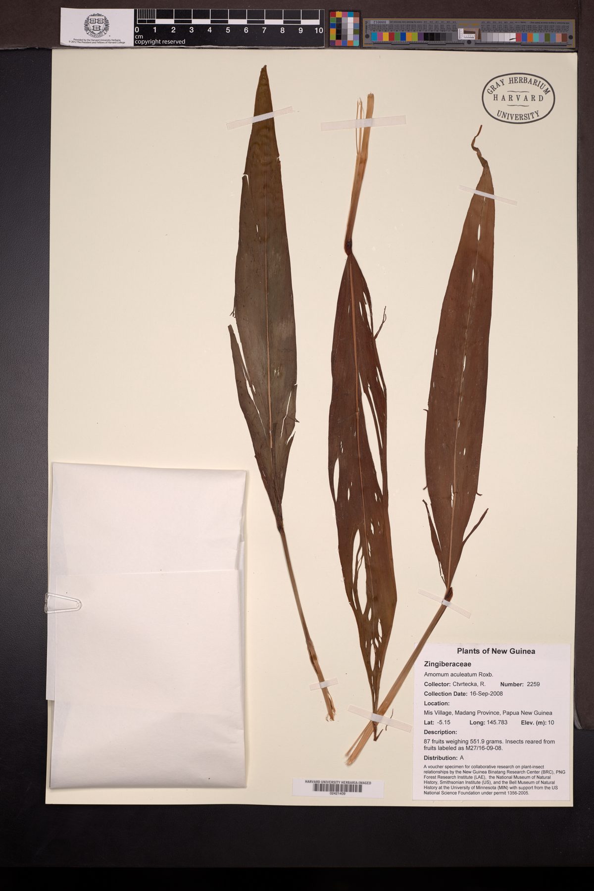 Meistera aculeata