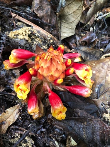 Meistera ochrea (Tepus batu) — photo