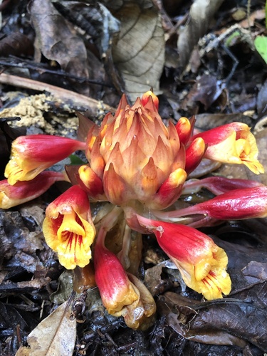 Meistera ochrea