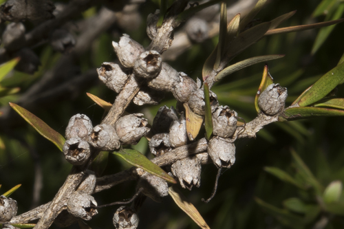 Melaleuca bracteata (Black tea-tree) — photo