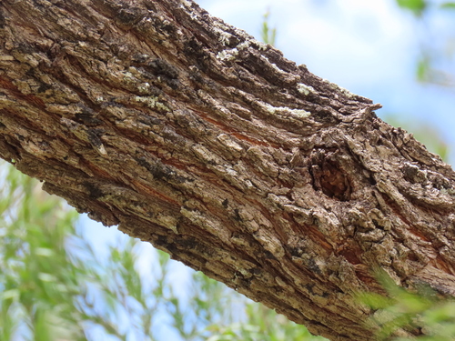 Melaleuca bracteata (Black tea-tree) — photo