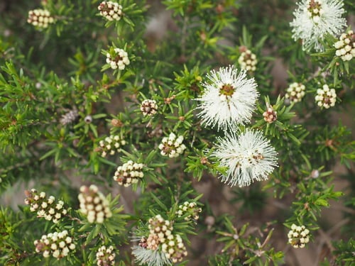 Melaleuca ericifolia (Red honey-myrtle) — photo