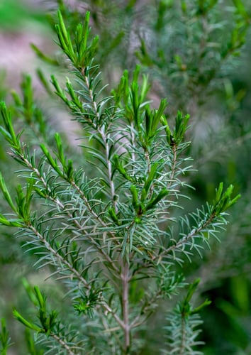 Melaleuca ericifolia (Red honey-myrtle) — photo