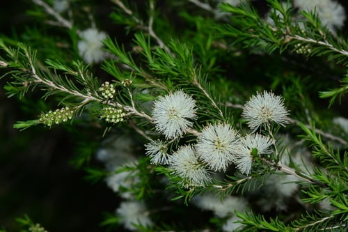 Melaleuca ericifolia