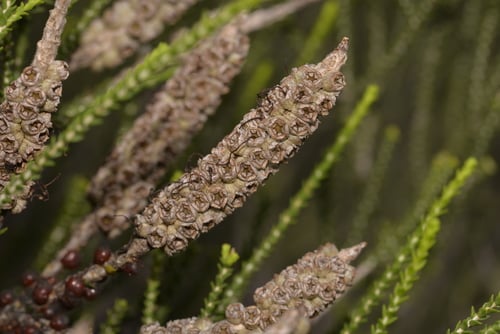 Melaleuca huegelii (Chenille honeymyrtle) — photo