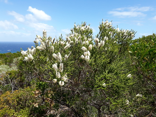 Melaleuca huegelii (Chenille honeymyrtle) — photo
