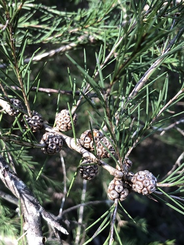 Melaleuca nodosa (Prickly-leaved paperbark) — photo