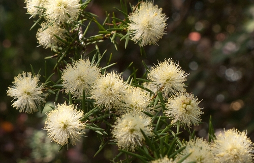 Melaleuca nodosa (Prickly-leaved paperbark) — photo