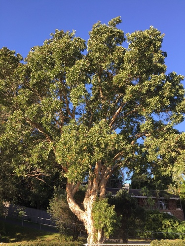 Melaleuca quinquenervia (Broad-leaved paperbark) — photo