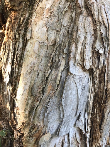 Melaleuca quinquenervia (Broad-leaved paperbark) — photo
