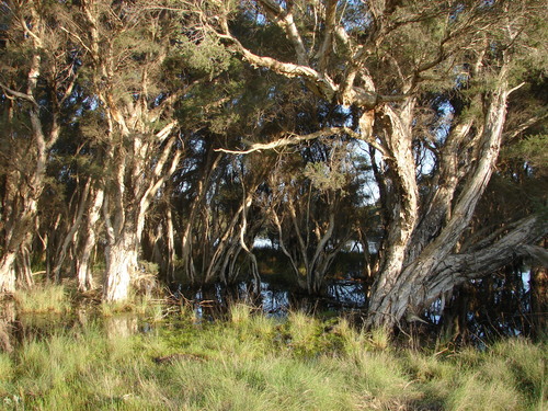 Melaleuca rhaphiophylla (Swamp myrtle) — photo