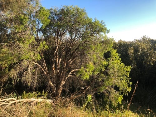 Melaleuca rhaphiophylla (Swamp myrtle) — photo