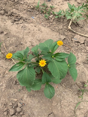 Melampodium divaricatum (Butter daisy) — photo