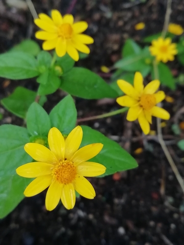 Melampodium divaricatum (Butter daisy) — photo
