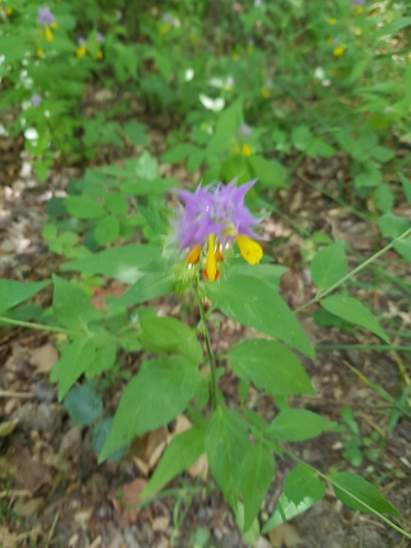 Melampyrum nemorosum — photo