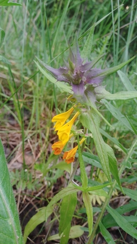 Melampyrum nemorosum — photo