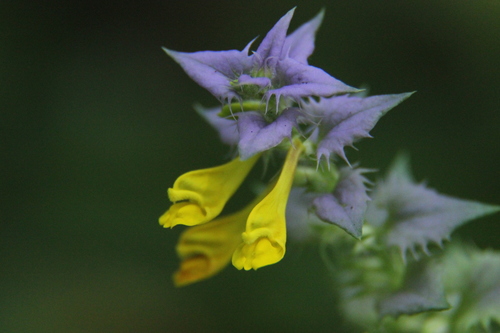 Melampyrum nemorosum