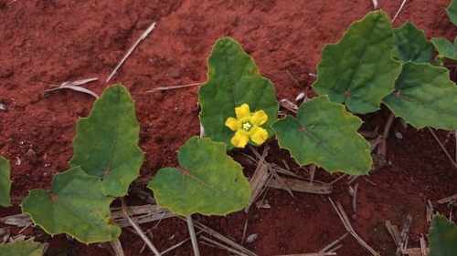 Melancium campestre (Melancia-do-campo) — photo