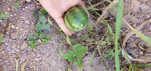 Melancium campestre (Melancia-do-campo) — photo