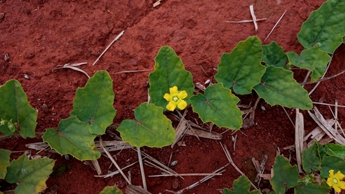 Melancium campestre