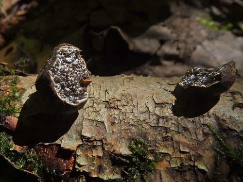 Melanogaster ambiguus (Black-veined false truffle) — photo