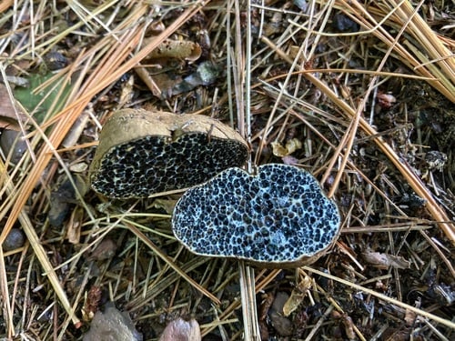 Hymenogastraceae