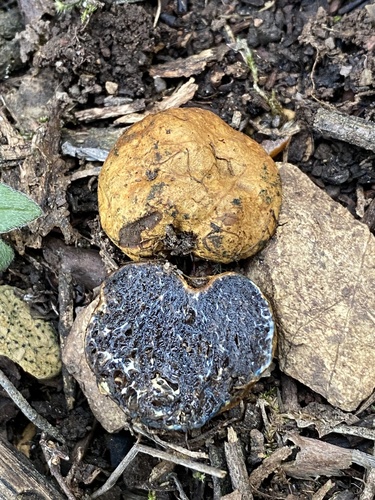 Melanogaster variegatus (Black veined false truffle) — photo
