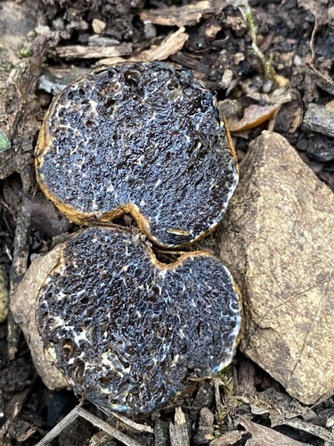 Melanogaster variegatus (Black veined false truffle) — photo