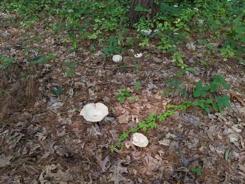 Melanoleuca alboflavida — photo
