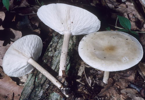 Melanoleuca alboflavida