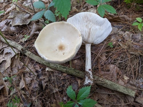 Melanoleuca alboflavida — photo