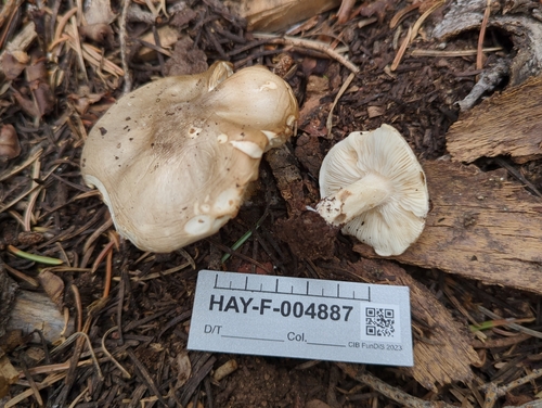 Melanoleuca evenosa — photo