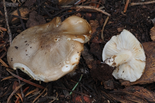Melanoleuca evenosa